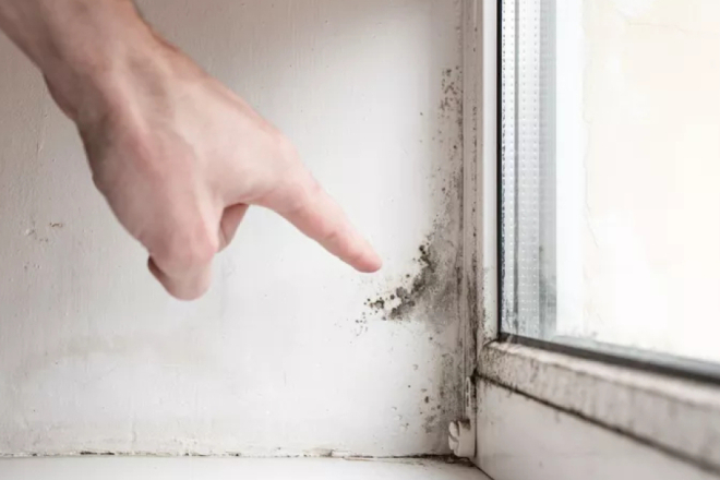 Zašto se plijesan stalno vraća – iako je redovito čistite?