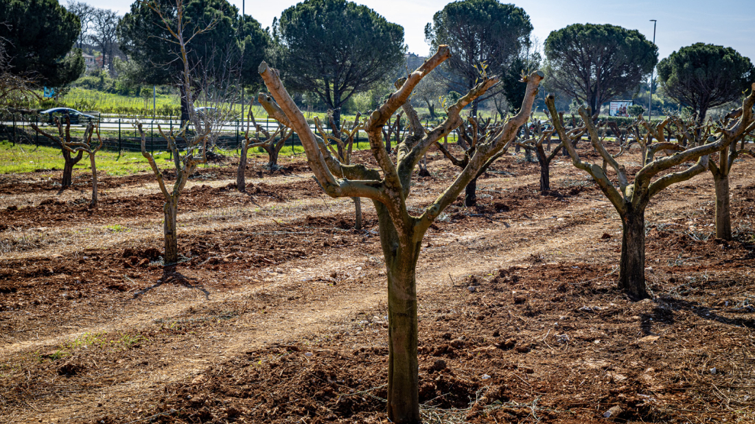 Pula razvija urbani maslinik i vrtove: Građanima dostupne nove parcele