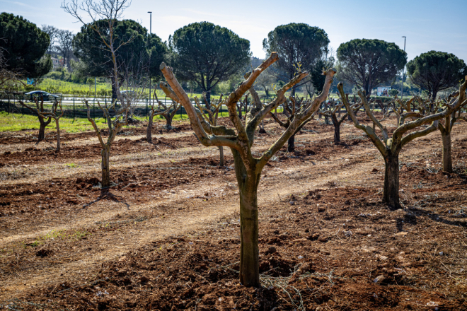 Pula razvija urbani maslinik i vrtove: Građanima dostupne nove parcele