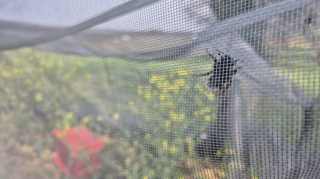 Porečki Institut za poljoprivredu i turizam istražuje divlji kupus za razvoj otpornijih poljoprivrednih kultura