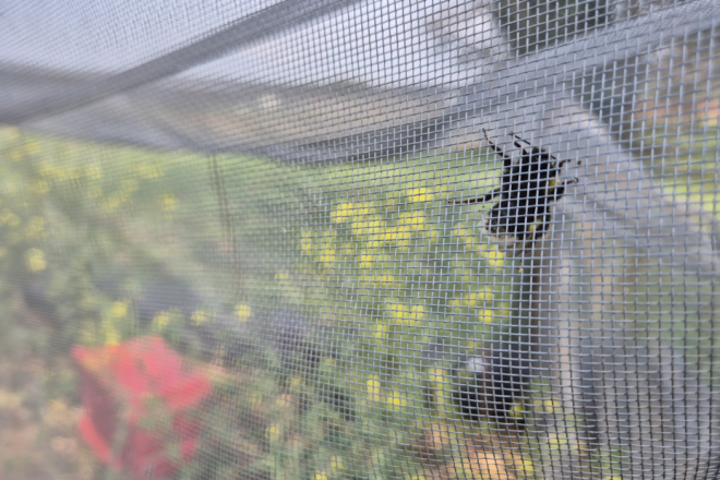 Porečki Institut za poljoprivredu i turizam istražuje divlji kupus za razvoj otpornijih poljoprivrednih kultura