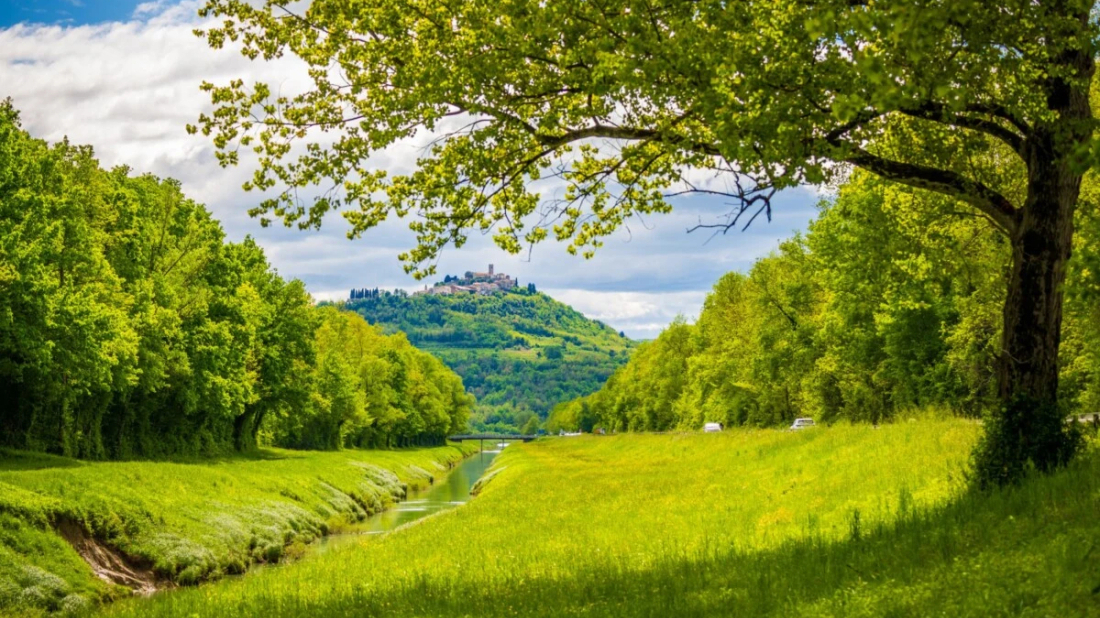 BRAVO! Više od 200 volontera u Motovunskoj šumi sadi 1000 stabala!