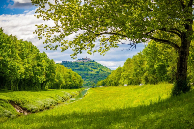 BRAVO! Više od 200 volontera u Motovunskoj šumi sadi 1000 stabala!