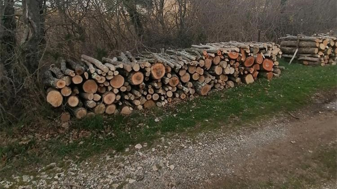 Šumska krađa kod Svetvinčenta! Petorica muškaraca osumnjičena za pustošenje hrastove šume