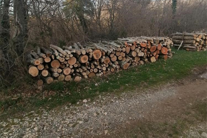 Šumska krađa kod Svetvinčenta! Petorica muškaraca osumnjičena za pustošenje hrastove šume