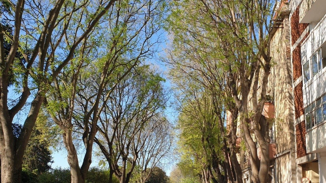 U Kolodvorskoj kreće orezivanje stabala: Uklanja se dio drveća zbog sigurnosti