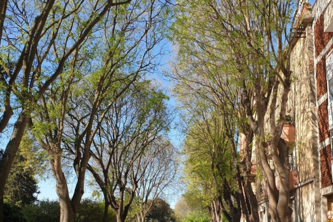 U Kolodvorskoj kreće orezivanje stabala: Uklanja se dio drveća zbog sigurnosti