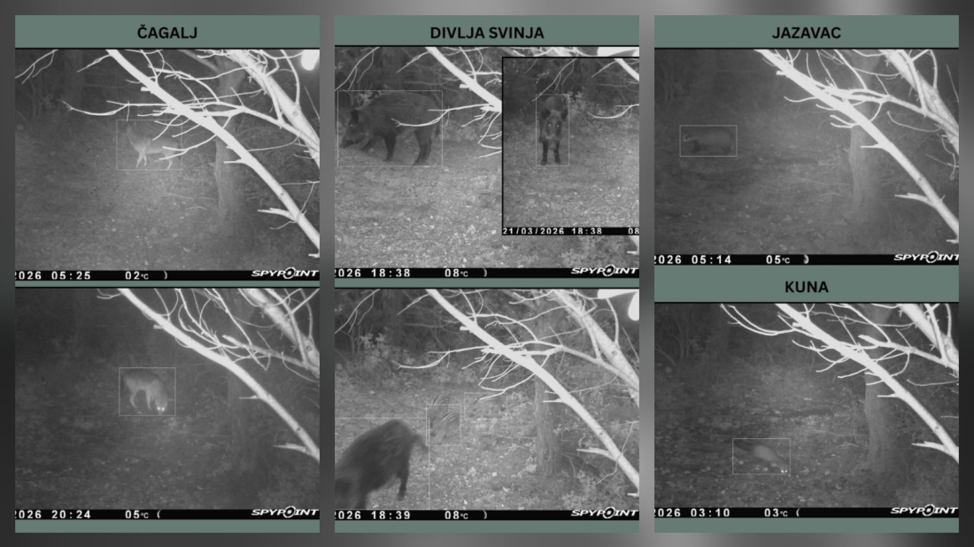 Kad padne noć na Kamenjaku: kamere otkrile tko zapravo vlada poluotokom