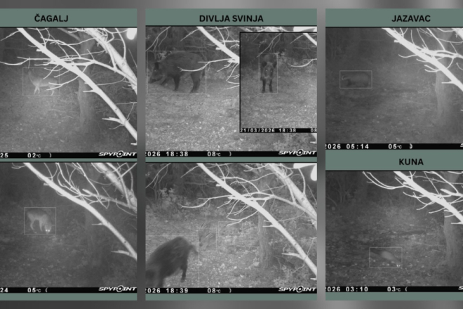 Kad padne noć na Kamenjaku: kamere otkrile tko zapravo vlada poluotokom