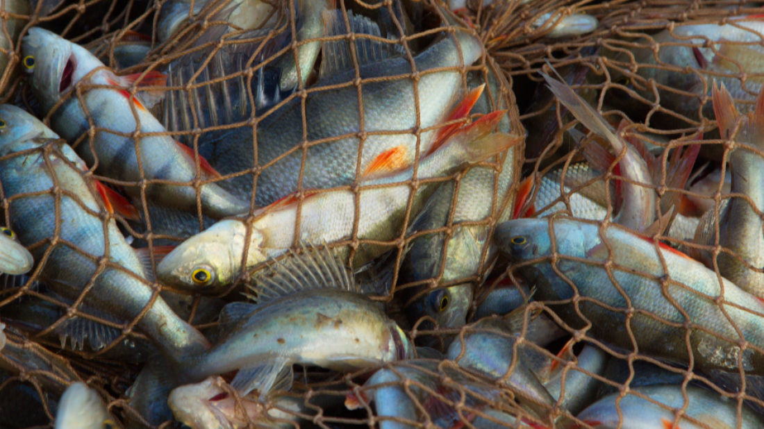 Prijatelji životinja upozoravaju: čak 80 posto morskoga dna Jadranskog mora oštećeno koćarenjem!