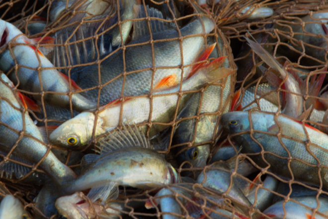 Prijatelji životinja upozoravaju: čak 80 posto morskoga dna Jadranskog mora oštećeno koćarenjem!