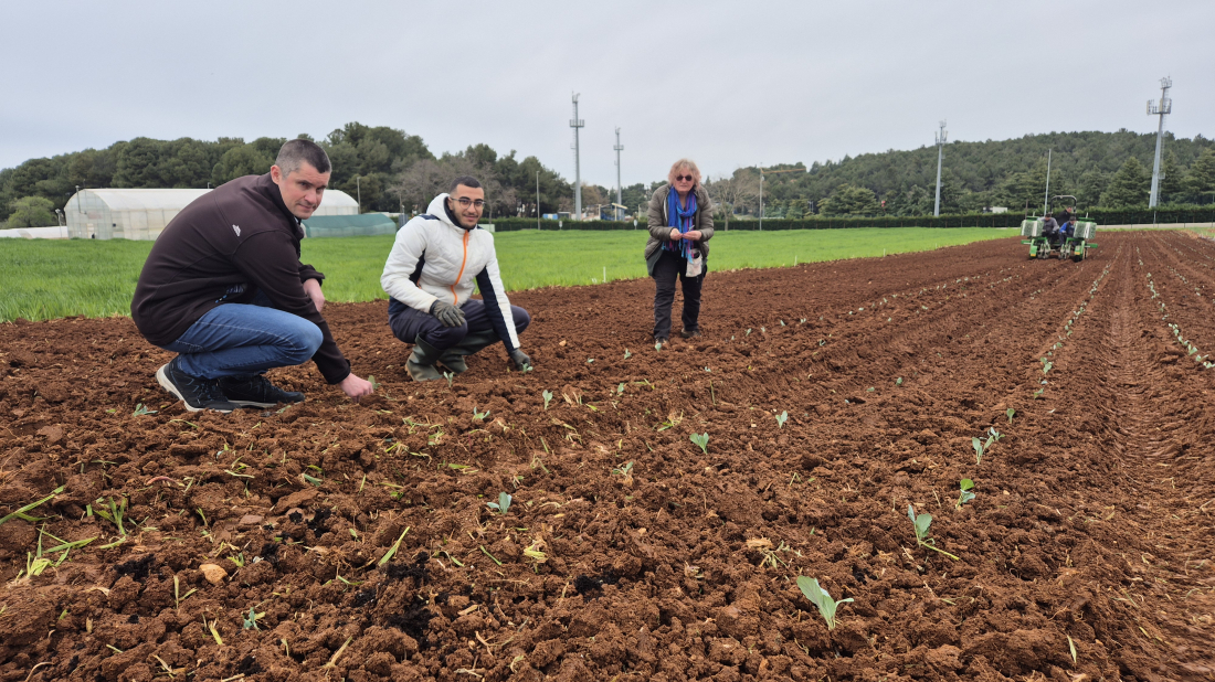 Maslinarska dilema: Otpad ili zlato? Porečki znanstvenici traže rješenje za kominu