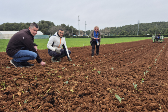 Maslinarska dilema: Otpad ili zlato? Porečki znanstvenici traže rješenje za kominu