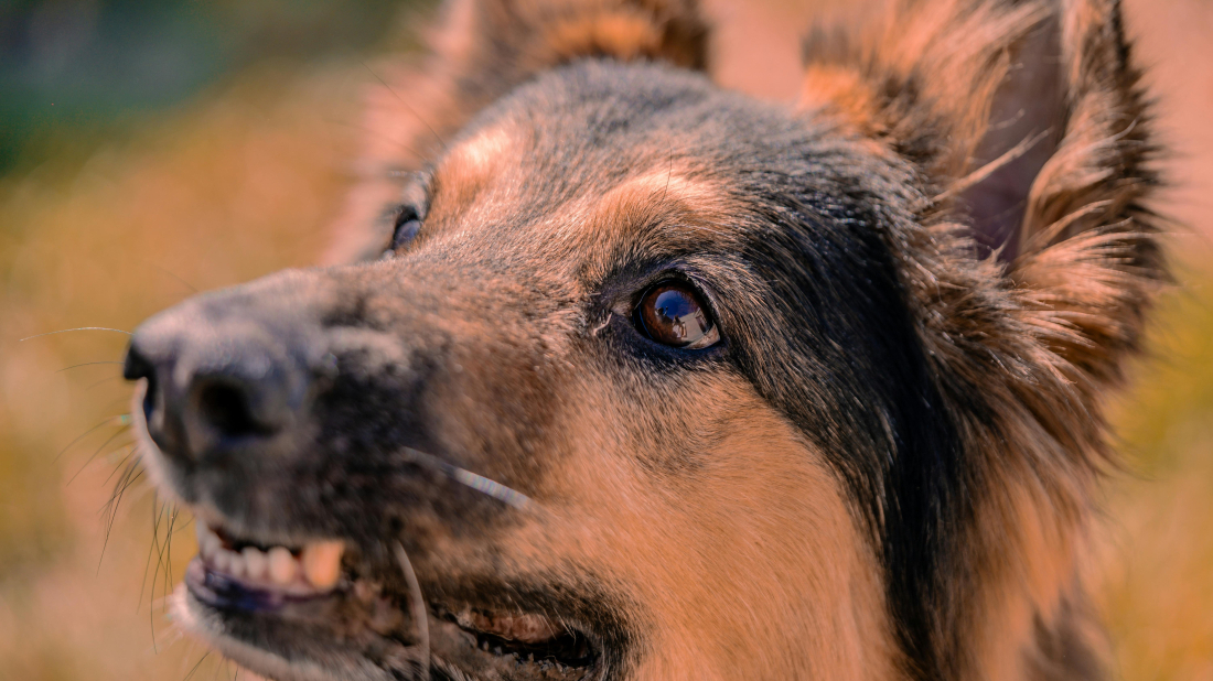 Pas ugrizao dijete u Rovinju, prevezeno u bolnicu