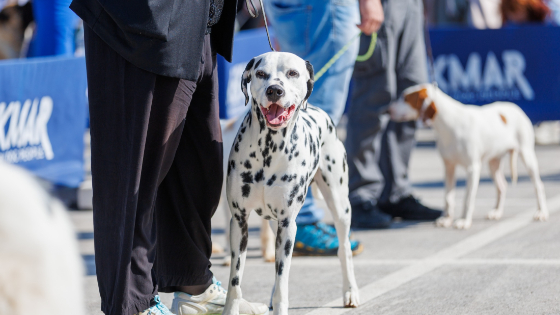 Bale postaju svjetska pozornica: stižu psi iz 15 zemalja, među njima i jedan iz Brazila!