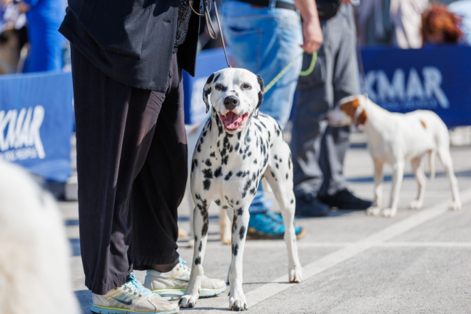 Bale postaju svjetska pozornica: stižu psi iz 15 zemalja, među njima i jedan iz Brazila!