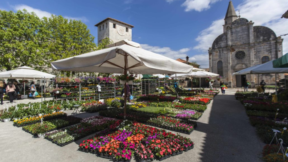 Svetvinčenat procvjetao: Od danas kreće Fešta od rožic i donosi pravi proljetni ugođaj