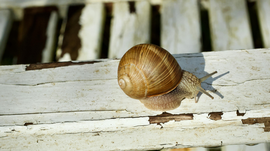 Traži se najbolja fotka puževa - otvoren natječaj, nagrade do 200 eura