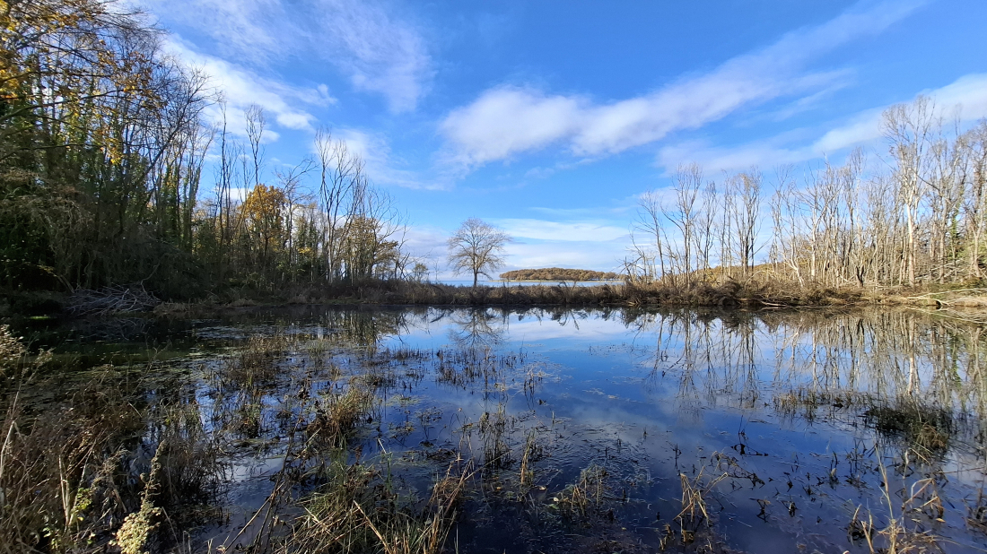 ŽIVE OAZE POREŠTINE: Obnovljene lokve pune života, ali prijete im otpad i invazivne vrste