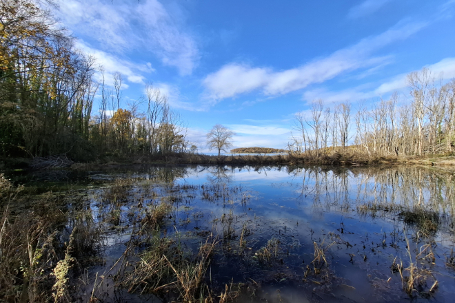 ŽIVE OAZE POREŠTINE: Obnovljene lokve pune života, ali prijete im otpad i invazivne vrste
