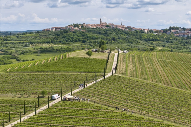 Najposebnija vinska šetnja vraća se u Istru: stiže novo izdanje Istria Wine & Walka