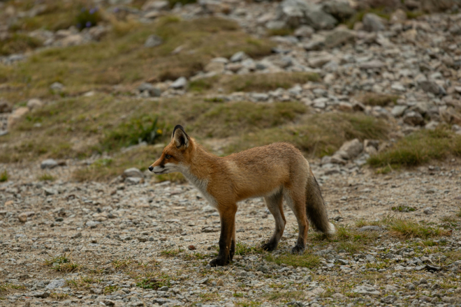Hrvatska nastavlja borbu protiv bjesnoće: počinje proljetna vakcinacija lisica