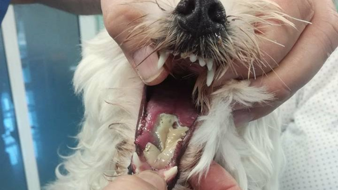 Sezona borovog prelca i dalje traje: Opasna gusjenica izaziva opekline, slinjenje i temperaturu