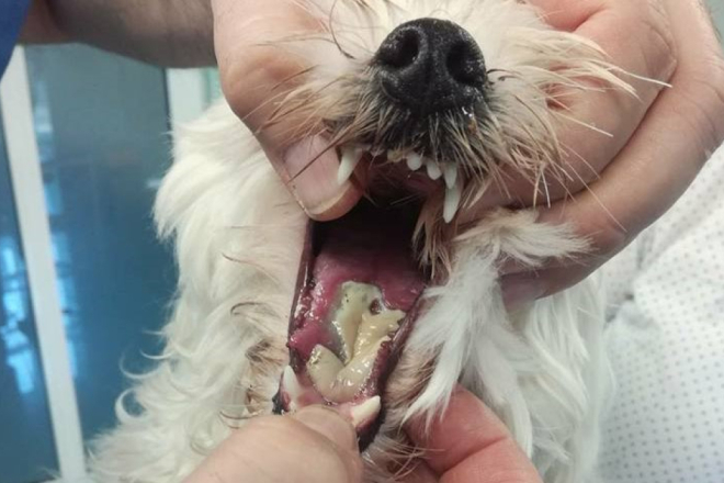 Sezona borovog prelca i dalje traje: Opasna gusjenica izaziva opekline, slinjenje i temperaturu