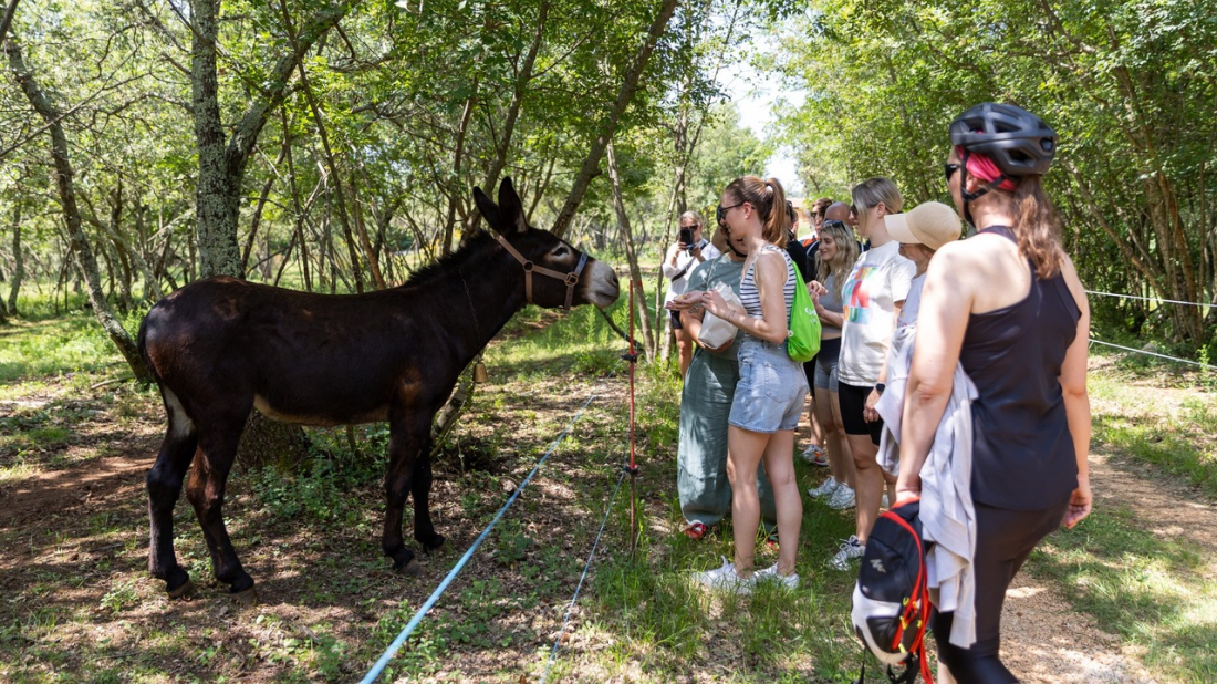 23 kilometra, pet OPG-ova i okusi Istre – za dva tjedna ne propustite Gourm E-bike u Kaštelir-Labincima