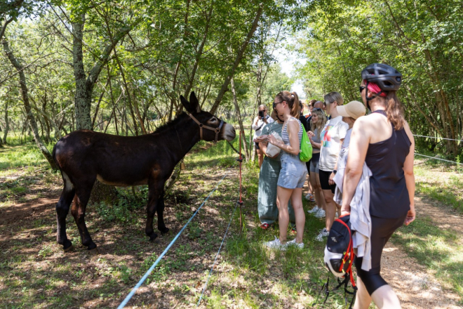 23 kilometra, pet OPG-ova i okusi Istre – za dva tjedna ne propustite Gourm E-bike u Kaštelir-Labincima