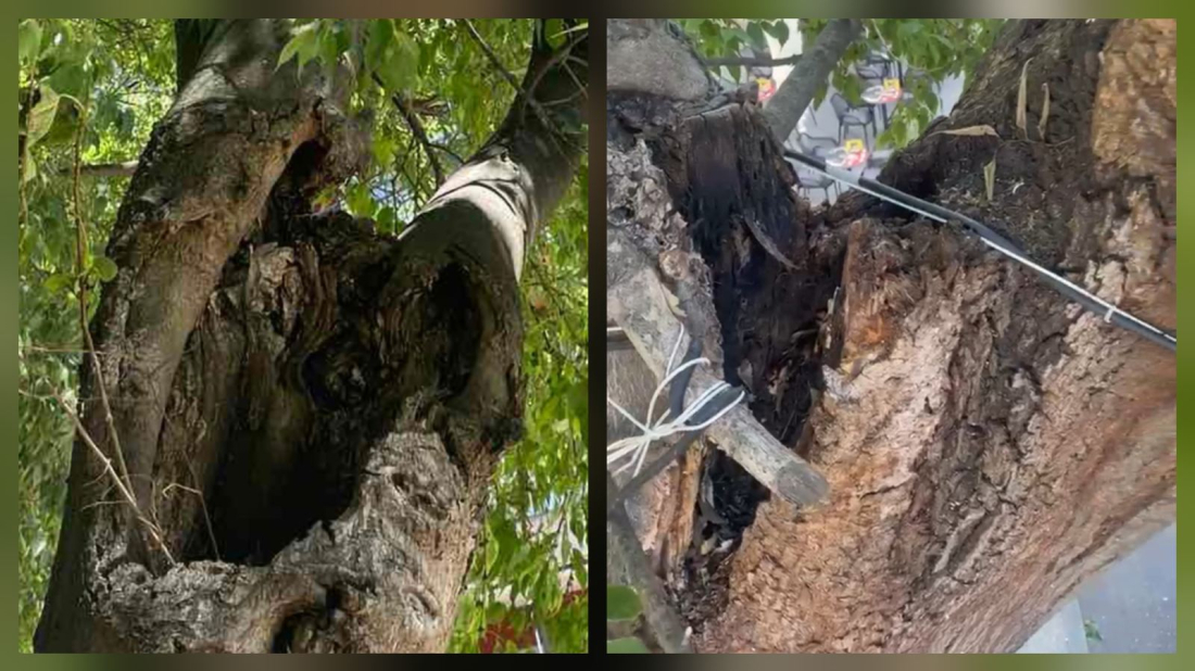 Na Giardinima će danas biti izvršeno hitno uklanjanje opasnih grana