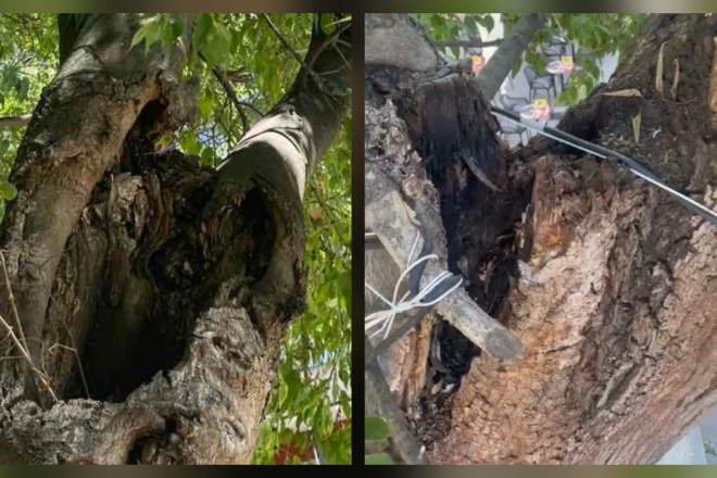 Na Giardinima će danas biti izvršeno hitno uklanjanje opasnih grana