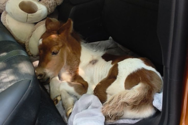 Pony Mile iz Istre treba našu pomoć! Zbog ozbiljnog zdravstvenog stanja hitno mora na operaciju