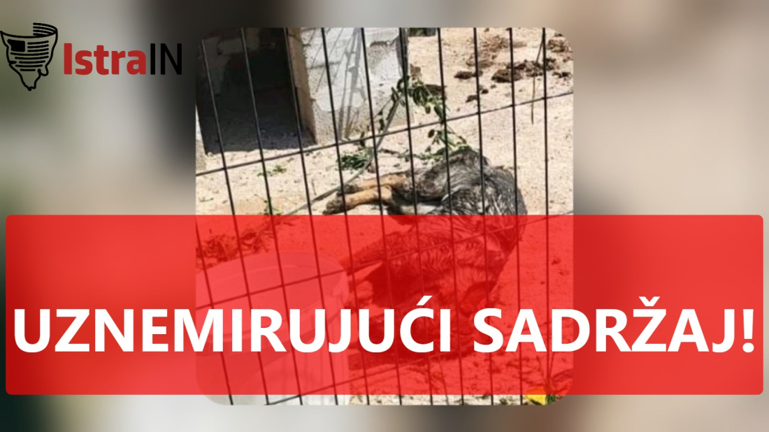 Užas u Balama: Pas mjesecima živio u paklu, građani traže hitnu istragu