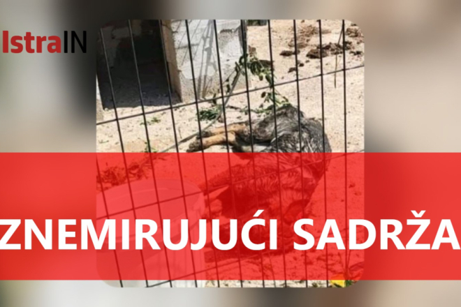 Užas u Balama: Pas mjesecima živio u paklu, građani traže hitnu istragu