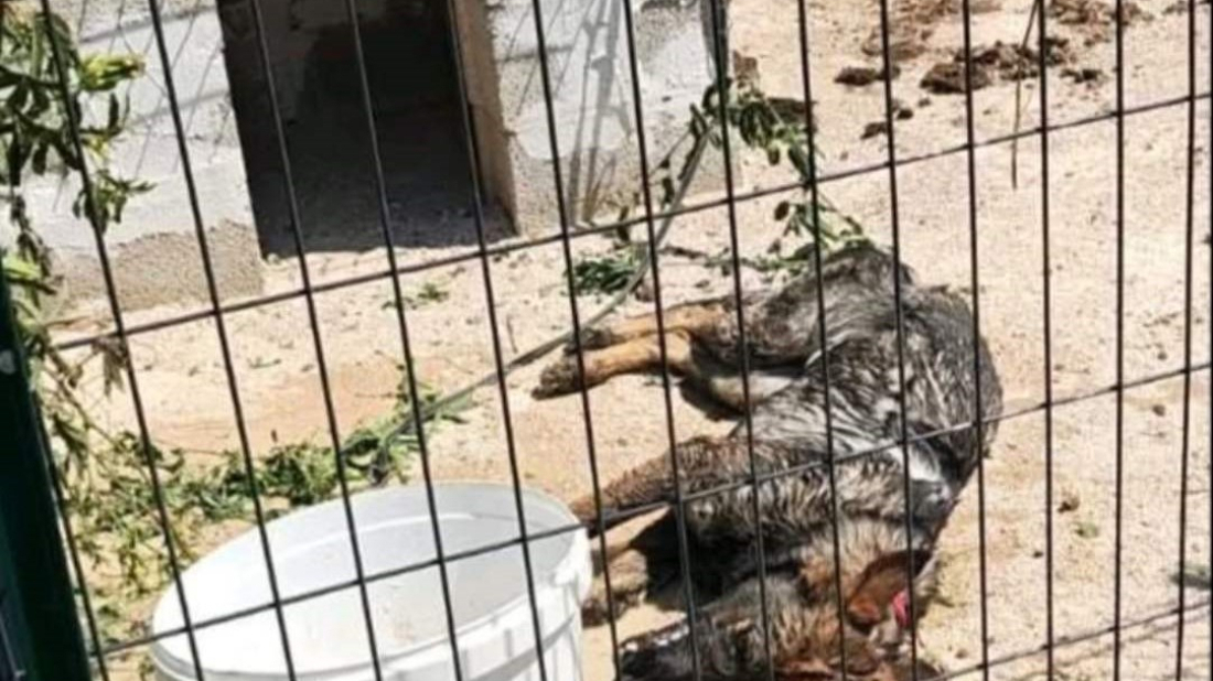 Zbog slučaja zlostavljanja psa u Balama, policija provodi krim istraživanje!