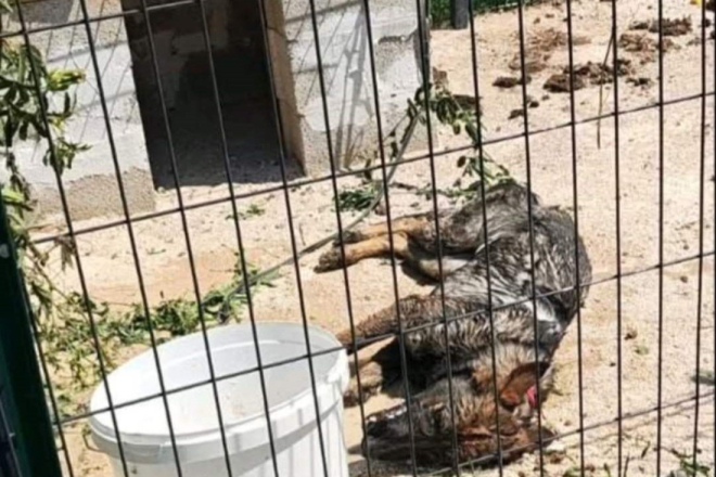 Zbog slučaja zlostavljanja psa u Balama, policija provodi krim istraživanje!