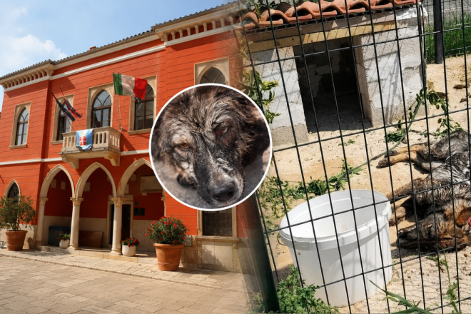 Općina Bale o slučaju zlostavljanog psa: "Odmah smo reagirali, tražimo kažnjavanje vlasnika"