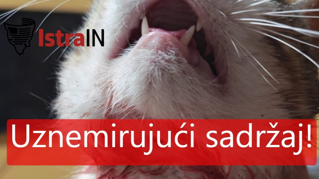 Novi šokantan slučaj u Istri: U Rovinju pronađen propucani mačak