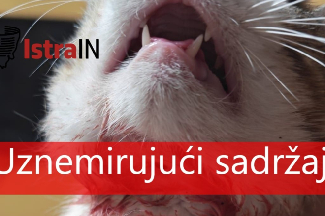 Novi šokantan slučaj u Istri: U Rovinju pronađen propucani mačak