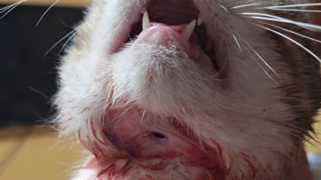 Mačak iz Rovinja ipak nije upucan: Veterinari utvrdili da je riječ o staroj ugriznoj rani