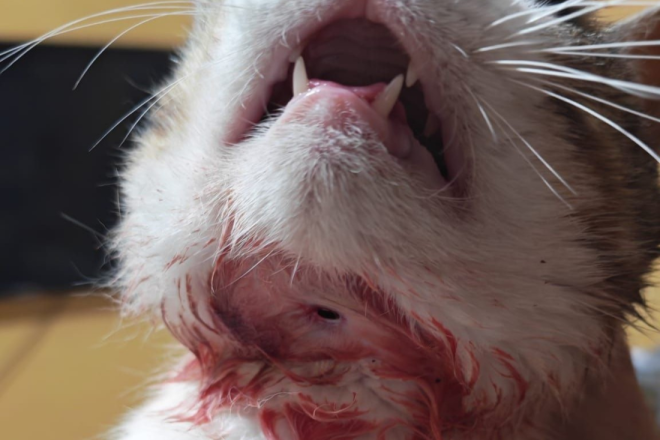Mačak iz Rovinja ipak nije upucan: Veterinari utvrdili da je riječ o staroj ugriznoj rani