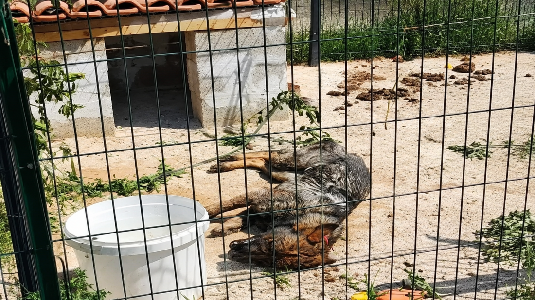 Potresni detalji iz Bala: Pas bez hrane i vode pokušao pobjeći pa satima visio na ogradi