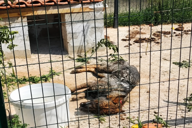 Potresni detalji iz Bala: Pas bez hrane i vode pokušao pobjeći pa satima visio na ogradi