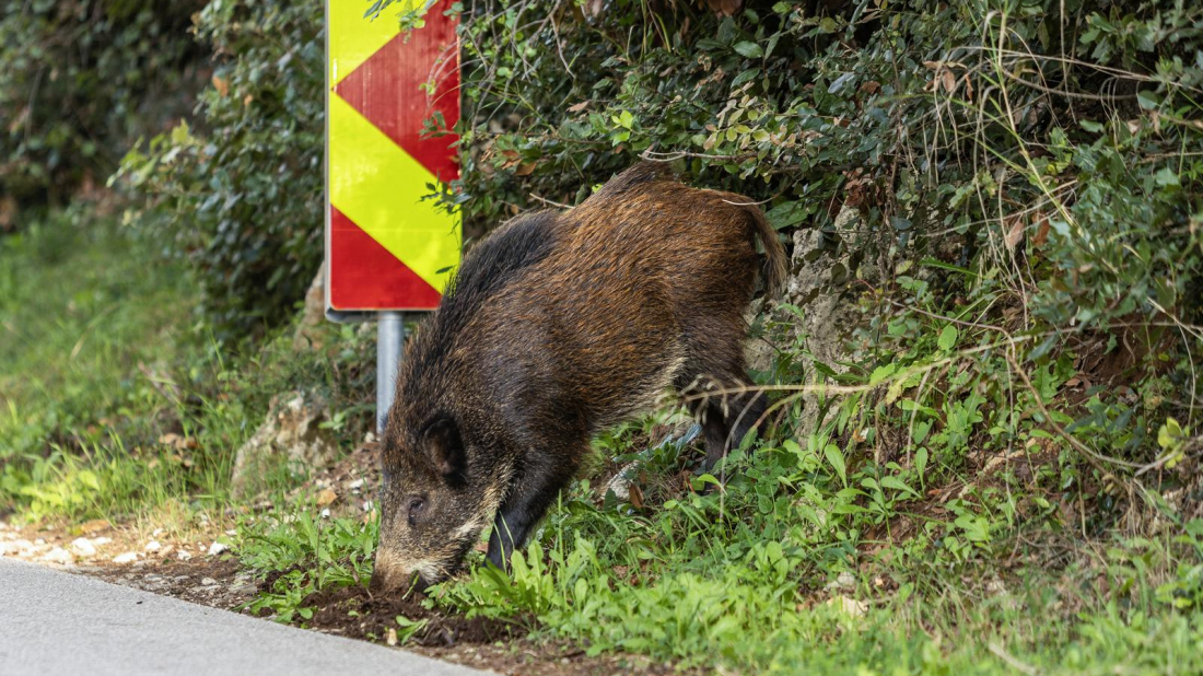 Mogu li istarski lovci odgovoriti na zahtjev za masovni odstrel divljih svinja? Otkrivaju koliko ih je na terenu