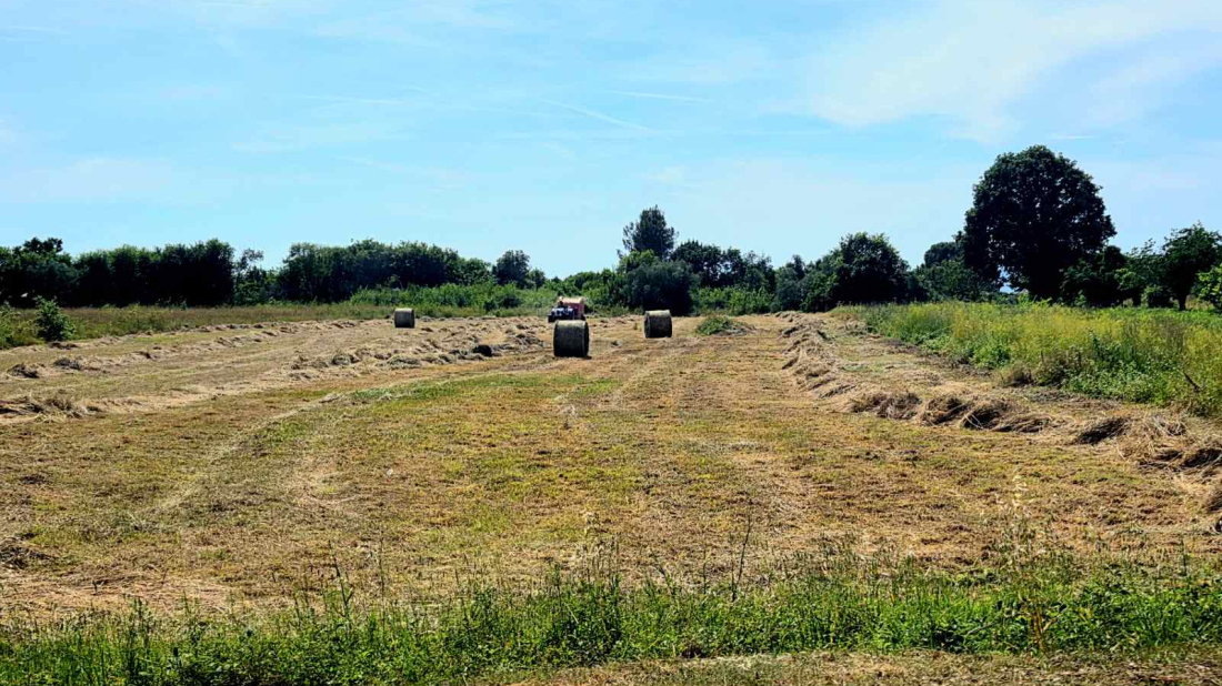 Rekordnih više od 800 tisuća eura: Istarska županija povećala potpore poljoprivrednicima