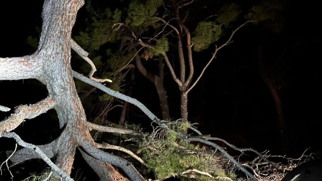 U kampu u Puli odlomila se grana bora: Srećom nitko nije ozlijeđen