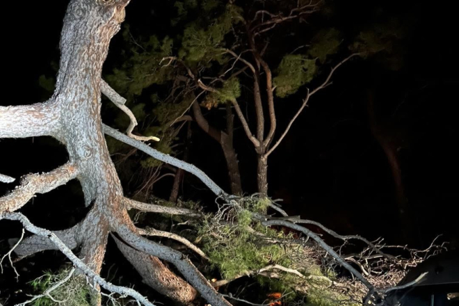 U kampu u Puli odlomila se grana bora: Srećom nitko nije ozlijeđen