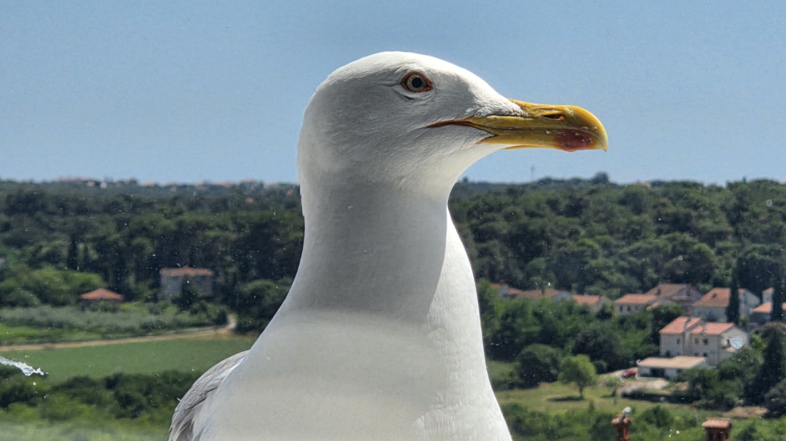 Zašto su galebovi u Istri postali toliko agresivni?