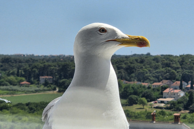 Zašto su galebovi u Istri postali toliko agresivni?